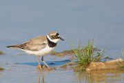 Little Ringed Plover