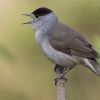 Blackcap