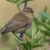 Chiffchaff