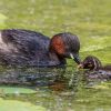 Little Grebe