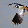 Lapwing