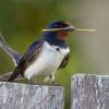 Swallow