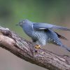 Cuckoo