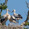 White Stork - Knepp