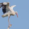 White Stork - Knepp
