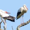 White Stork - Knepp