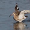 Black-Tailed Godwit