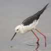 Black-Winged Stilt