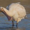 Spoonbill