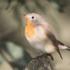 Red-Breasted Flycatcher