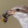 Red-backed Shrike