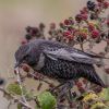 Ring Ouzel