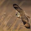 Short-eared Owl