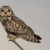 Short-eared Owl