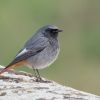 Black Redstart