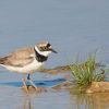 Little Ringed Plover