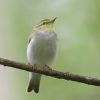 Wood Warbler