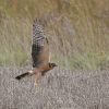 Pallid Harrier